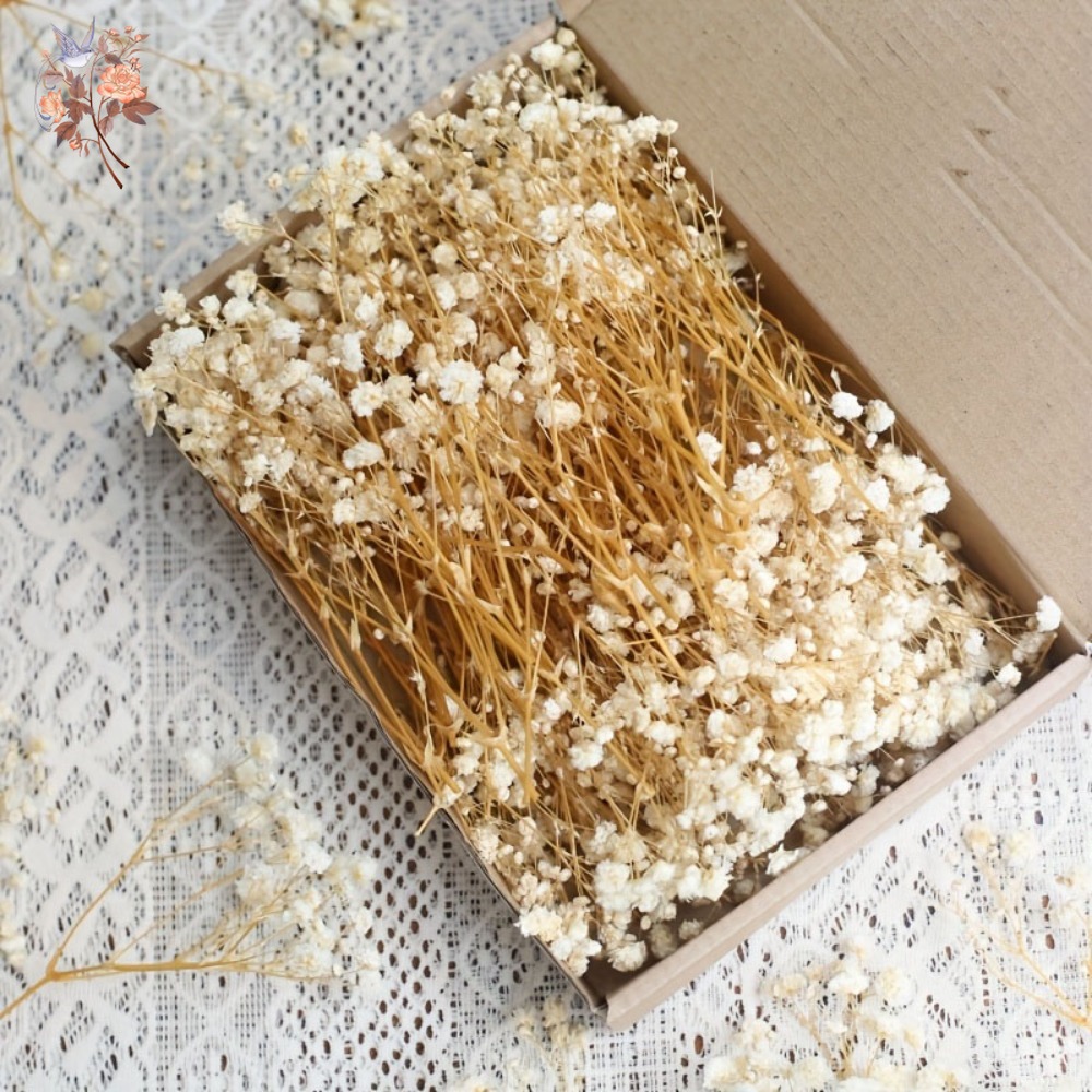 Resin Craft Ideas - 100 szt. Mini Suszone Kwiaty Gipsówki